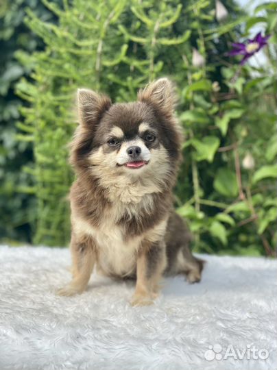 Девочки мальчики щенки чихуахуа