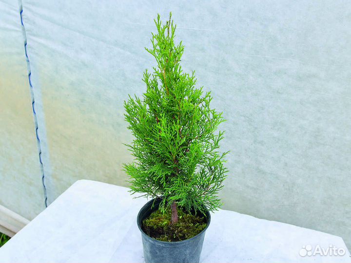 Туя западная 