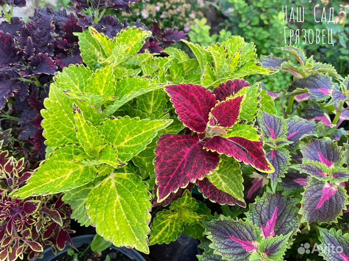 Саженцы колеуса