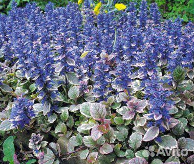 Интересные растения