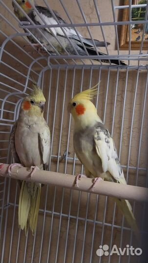 Попугай корелла. Пара