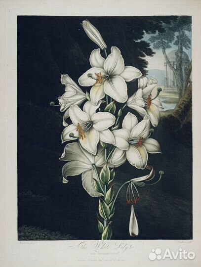 Редкий парфюм. Лилии. Одеколон духи винтаж