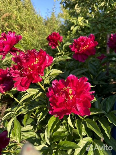 Кусты пионов