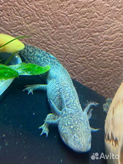 Аксолотль, природного окраса