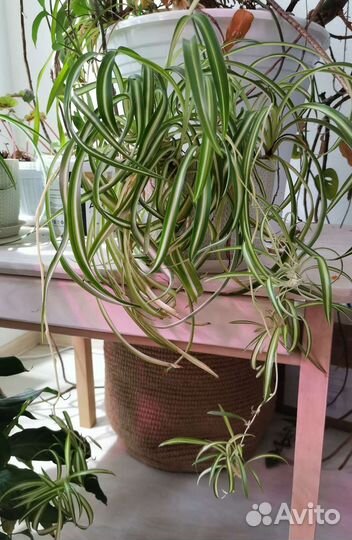 Хлорофитум, хлорофитум кудрявый