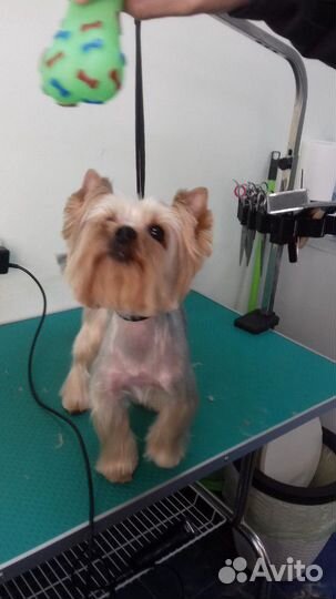 Груминг (стрижка кошек и собак)