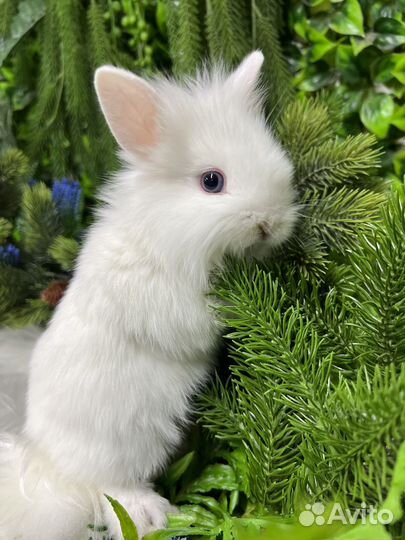 Кролики ручные