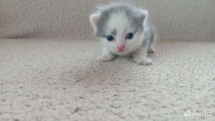 Британские котята