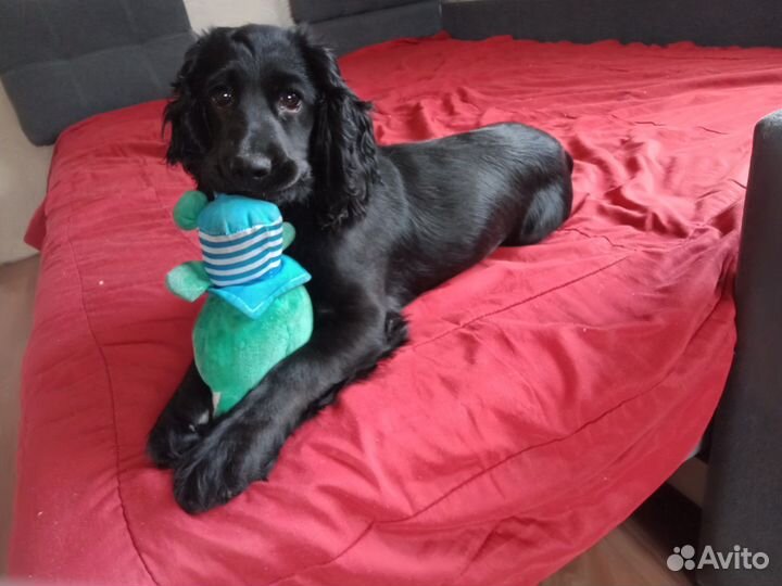 Русский спаниель