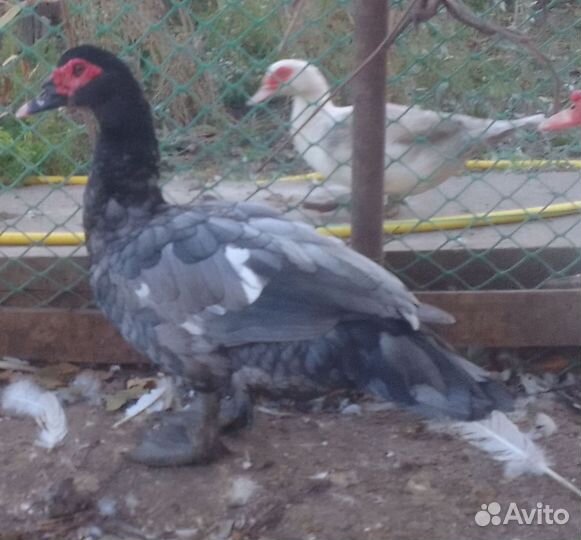 Индоутки Тяжелая линия