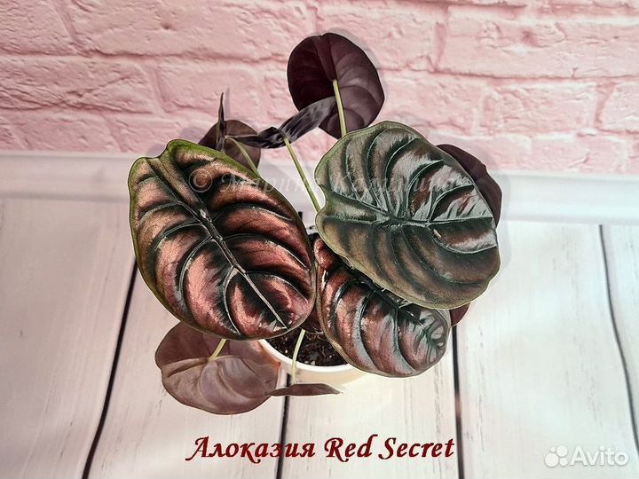 Алоказии Black Velvet, Red Secret