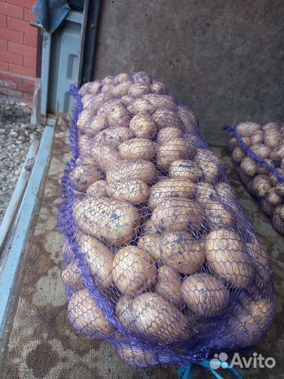 Молодой Картофель Галла,Боровичок