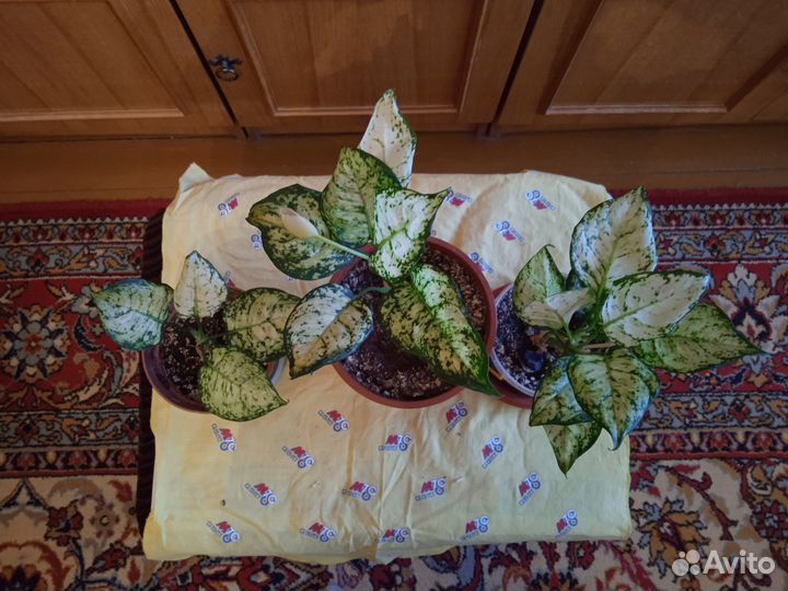 Диффенбахия