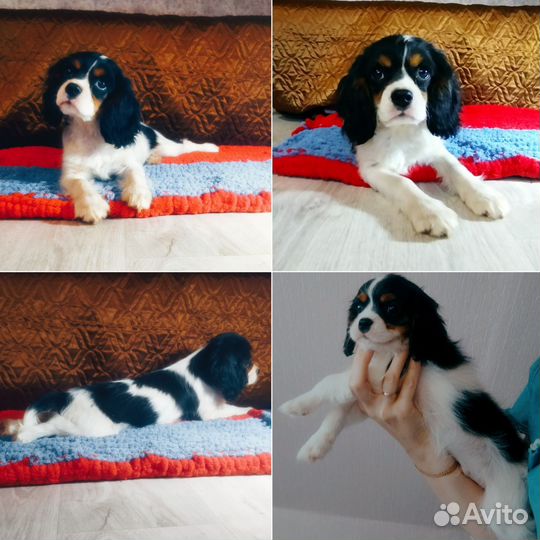 Девочка кавалерчик РКФ