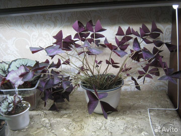 Папоротник и цветы на окно