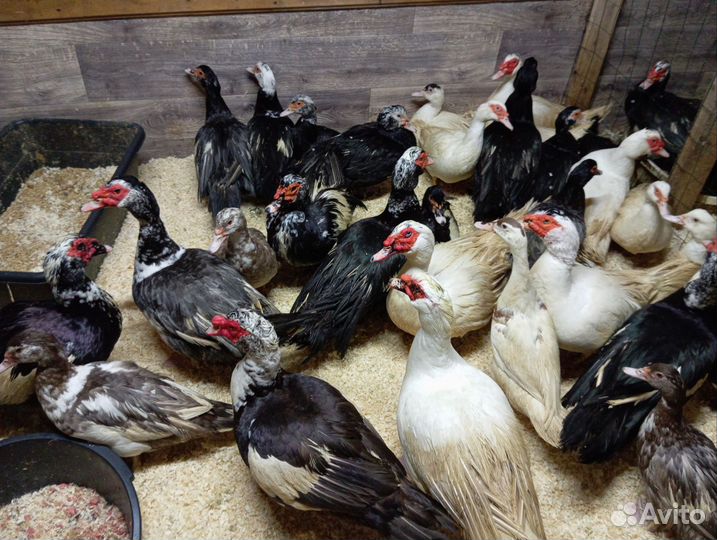 Инкубационное яйцо мускусной утки