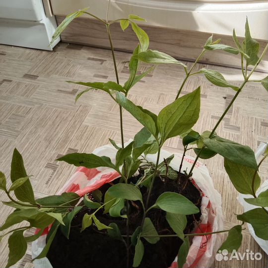 Многолетники для сада цветы