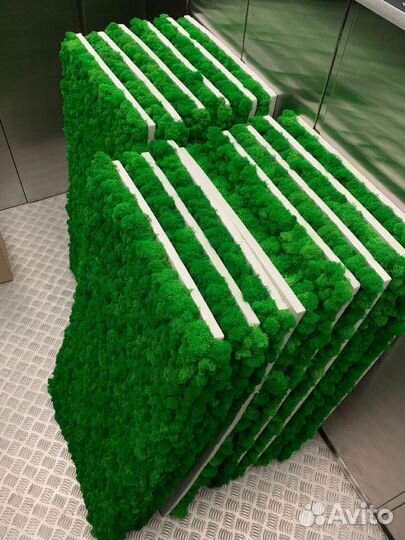 Стабилизированный мох, ягель, кочка, пласт, панно