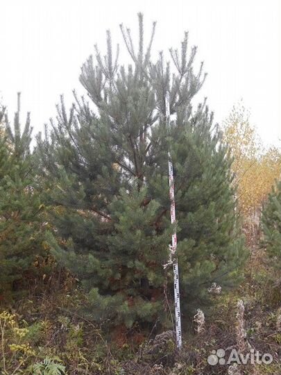 Деревья крупномеры до 7 метров