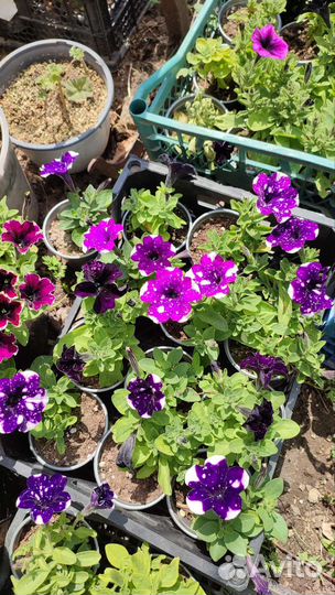 Рассада петунии вегетативная