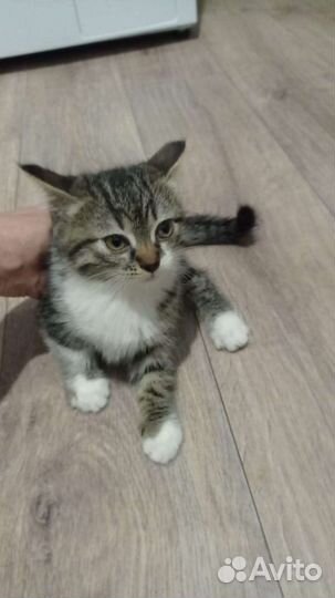 Красивая кошка