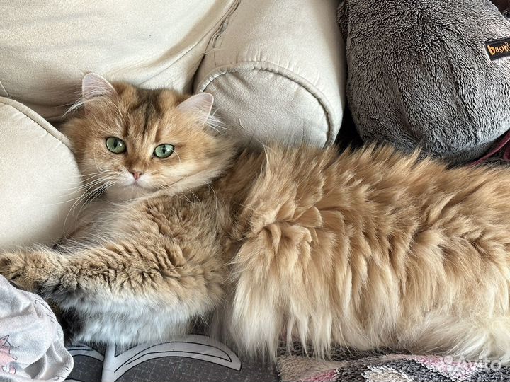 Британская золотистая шиншилла взрослая кошечка