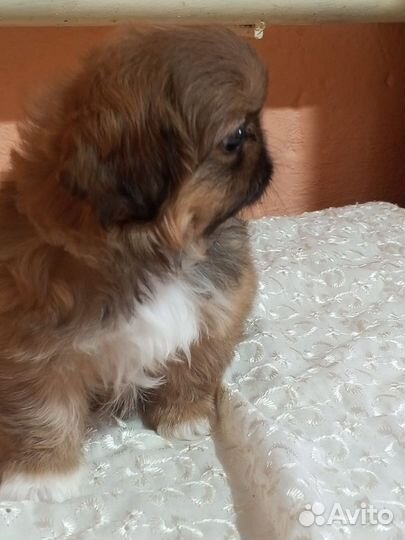 Щенки пекинеса