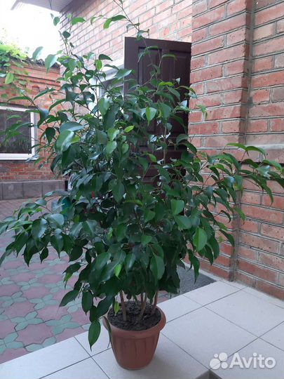 Фикус бенджамина большой