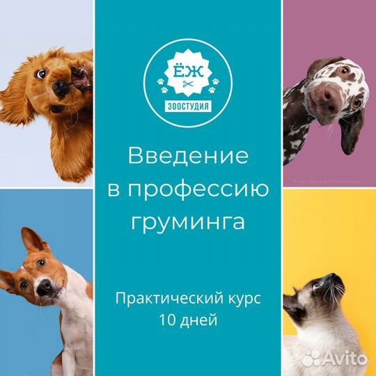 Груминг обучение в Тюмени