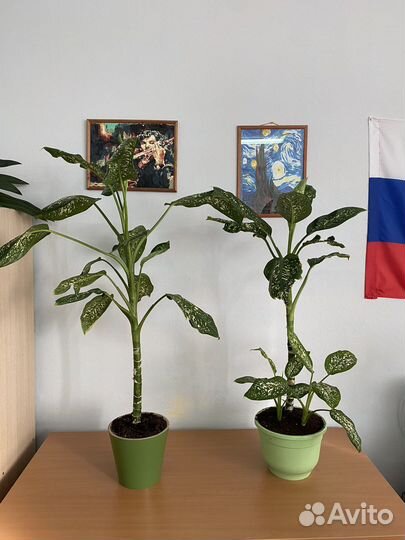 Диффенбахия