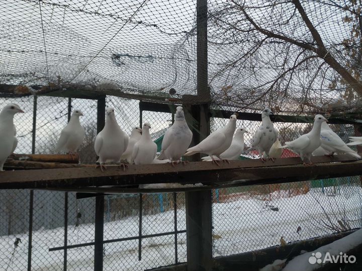 Продажа голубей