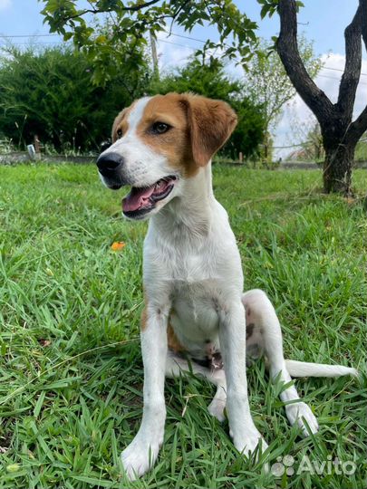 Собаки бесплатно в добрые руки щенки