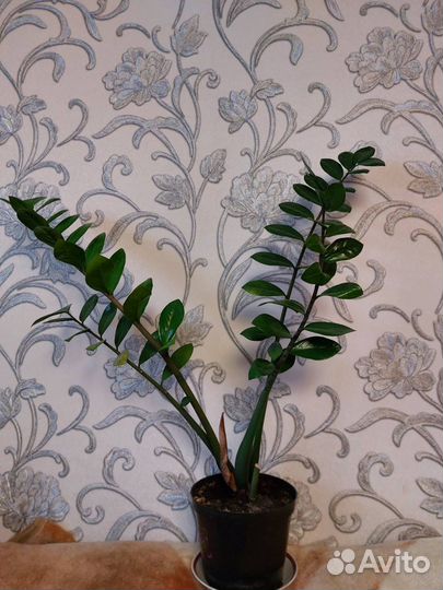 Продам Замиокулькас