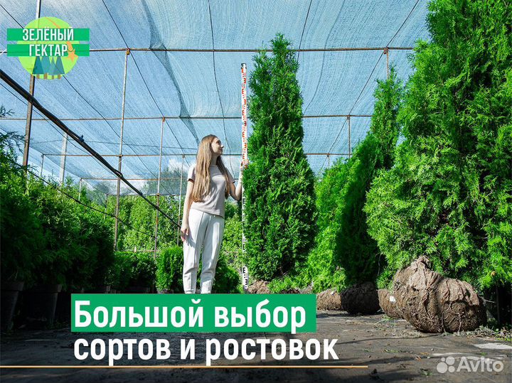 Туя смарагд 80 см свежая копка 2023