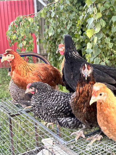 Куры молодки несушки