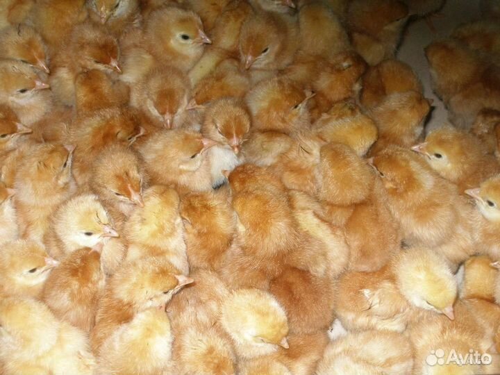 Бройлер,цветной бройлер,кобб 500,кобб 700