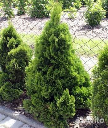 Хвойные растения (туи)