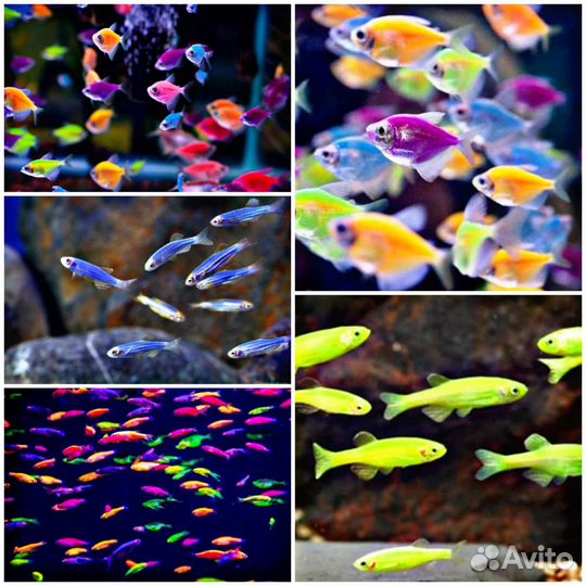 Аквариумные рыбки, коряги, грунты, фильтра и т.д