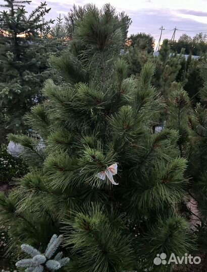 Кедр Сибирский 160-200см