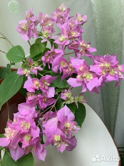 Бугенвиллии, укорененные черенки