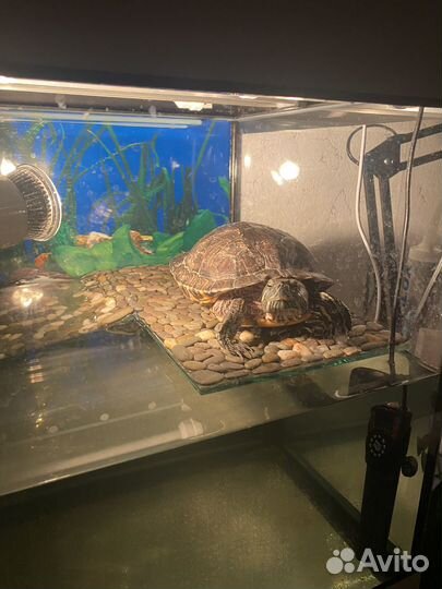 Красноухая черепаха девочка