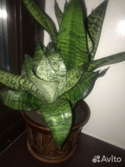 Сансевиерия ханни