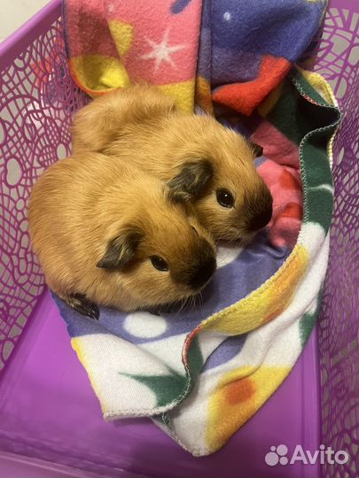 Ратолог(Грызуны) Онлайн Консультация,выезд