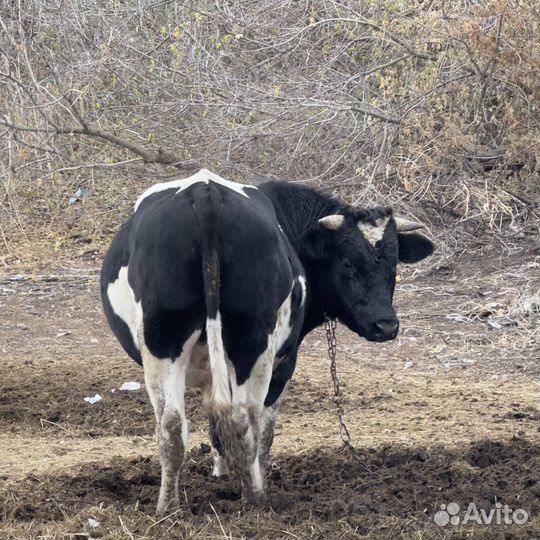 Продается бык