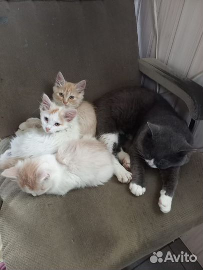 Кошка в дар бесплатно