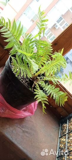 Папоротник