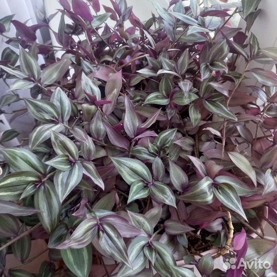 Традесканция зебрина