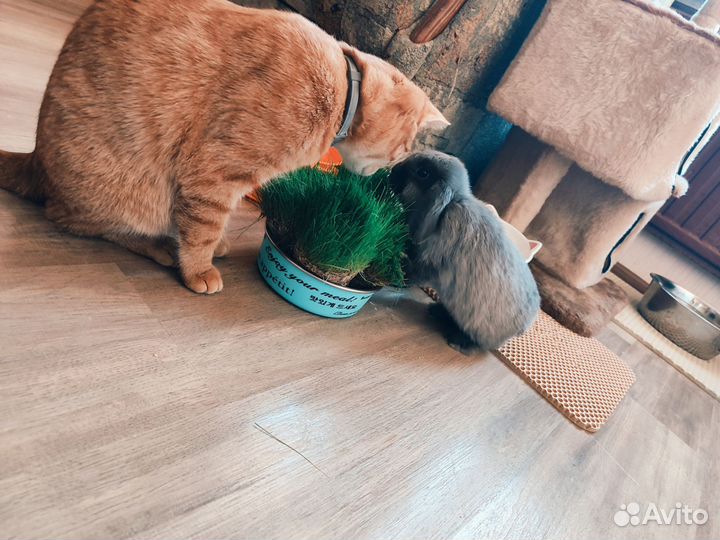 Карликовый вислоухий кролик баран