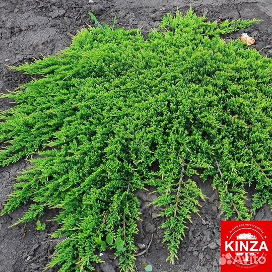 Можжевельник стелящийся для дачи и дома