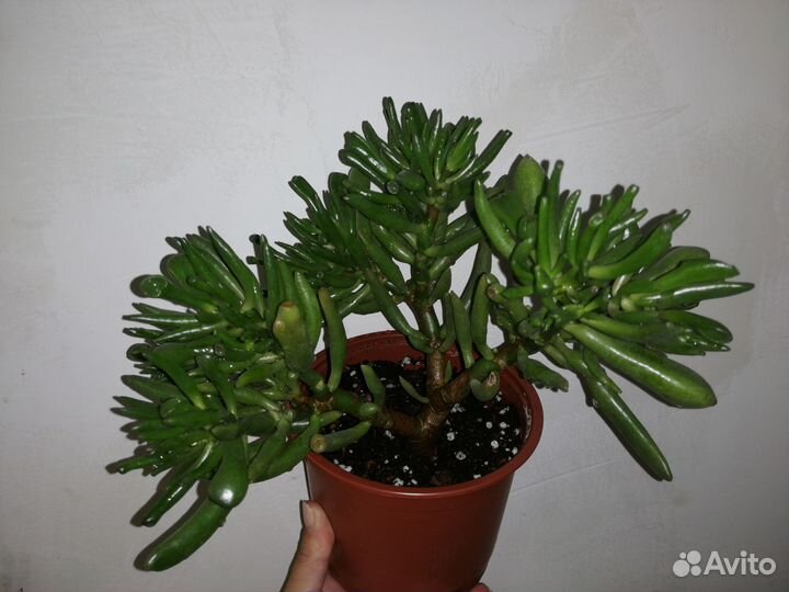 Фикус триангулярис. Крассула хоббит. Толстянка